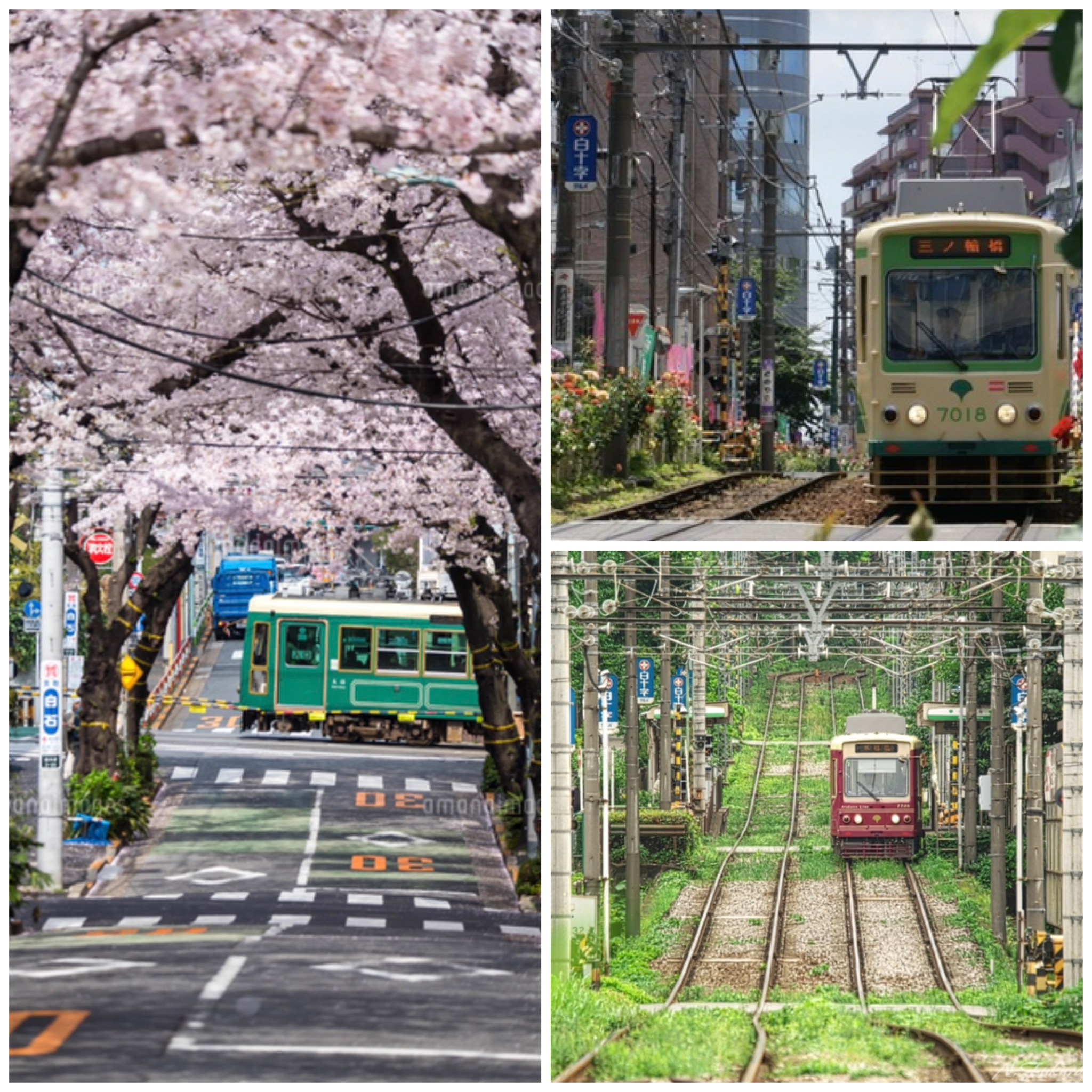 Tokyo Sakura Tram near Sugamo — a charming old-Tokyo streetscape